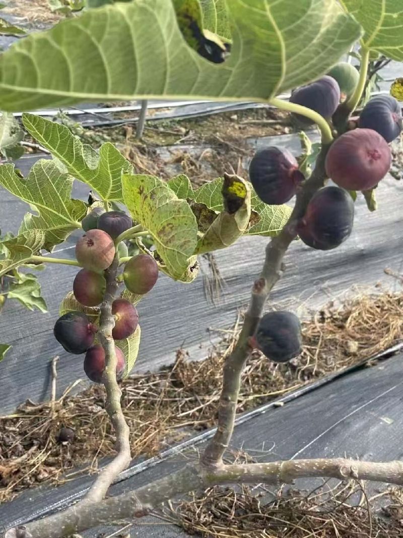 无花果苗久留米波姬红布兰瑞克青皮金傲芬格莱斯芭劳奈