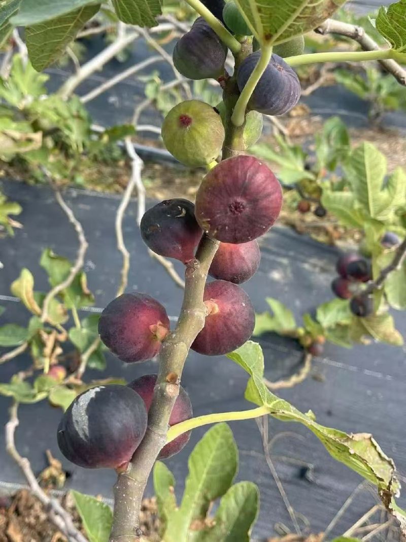 无花果苗久留米波姬红布兰瑞克青皮金傲芬格莱斯芭劳奈