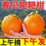 《一件代发》丑橘不知火不春见粑粑柑，对接各大电商平台，