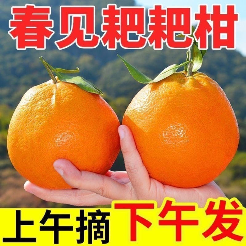 《一件代发》丑橘不知火不春见粑粑柑，对接各大电商平台，