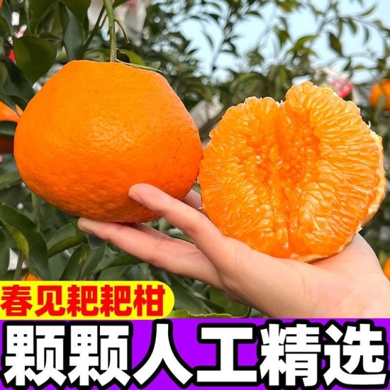 《一件代发》丑橘不知火不春见粑粑柑，对接各大电商平台，