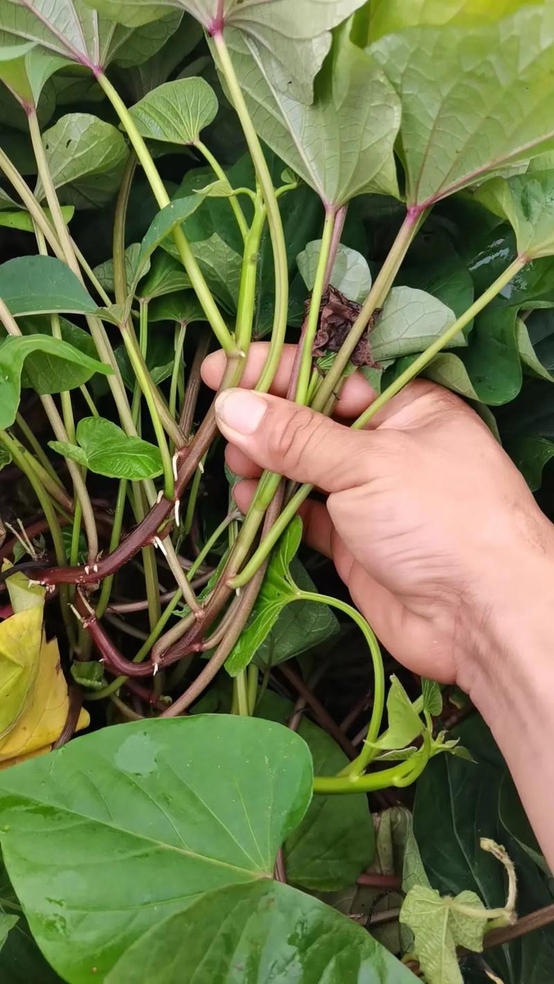 日系高端蜜薯，红瑶,丝滑,美秀,成活率高，品相好。
