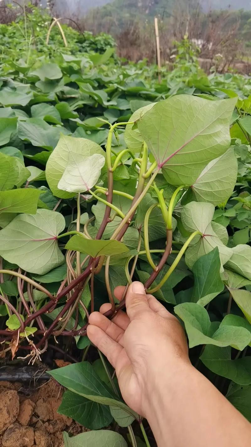 日系高端蜜薯，红瑶,丝滑,美秀,成活率高，品相好。