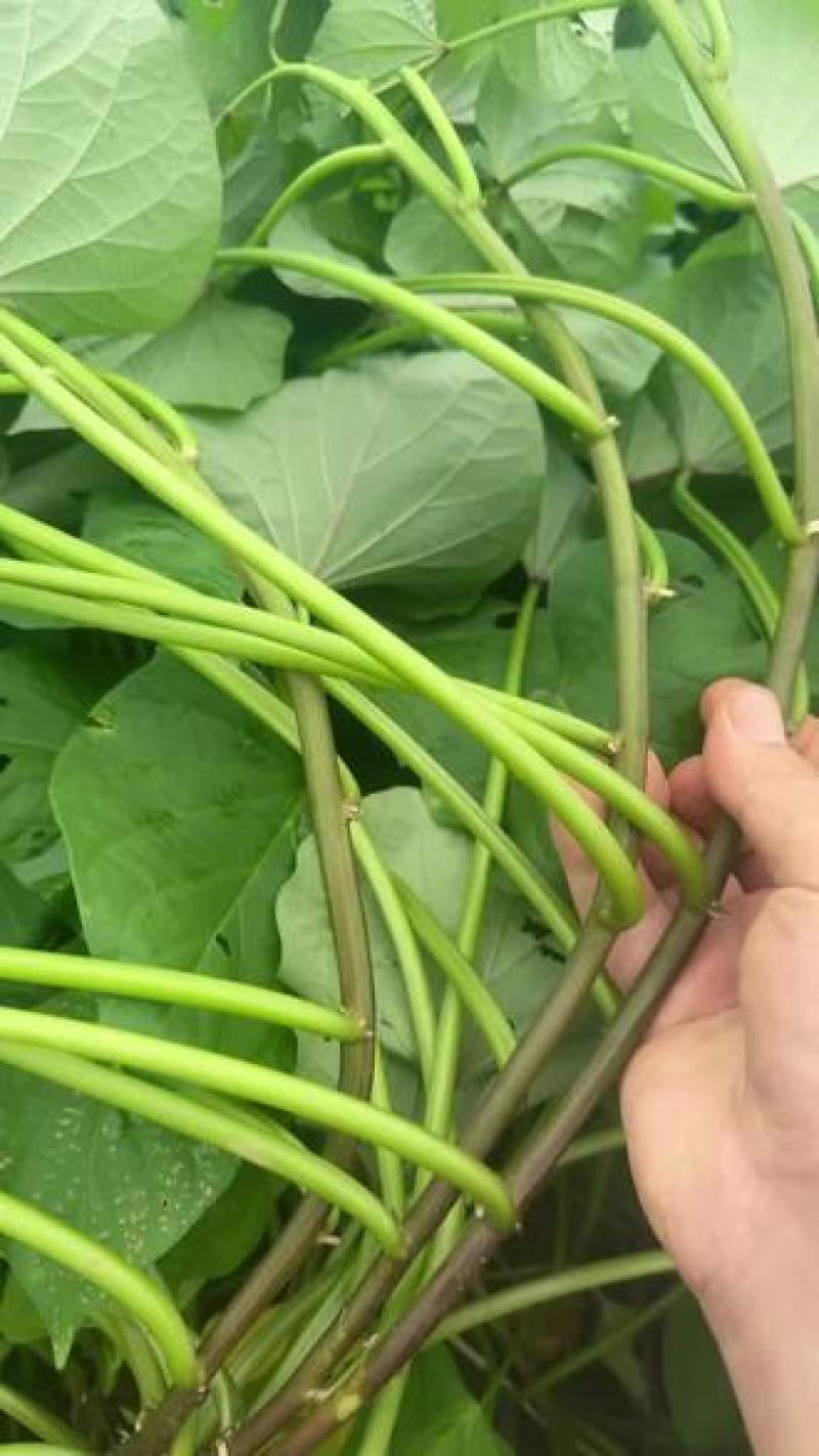 日系高端蜜薯，红瑶,丝滑,美秀,成活率高，品相好。