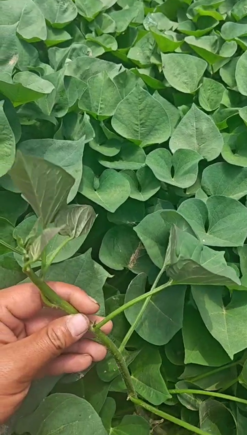 日系高端蜜薯，红瑶,丝滑,美秀,成活率高，品相好。