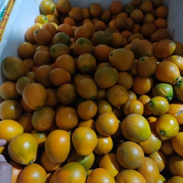 脆蜜金柑苗，畅销品种