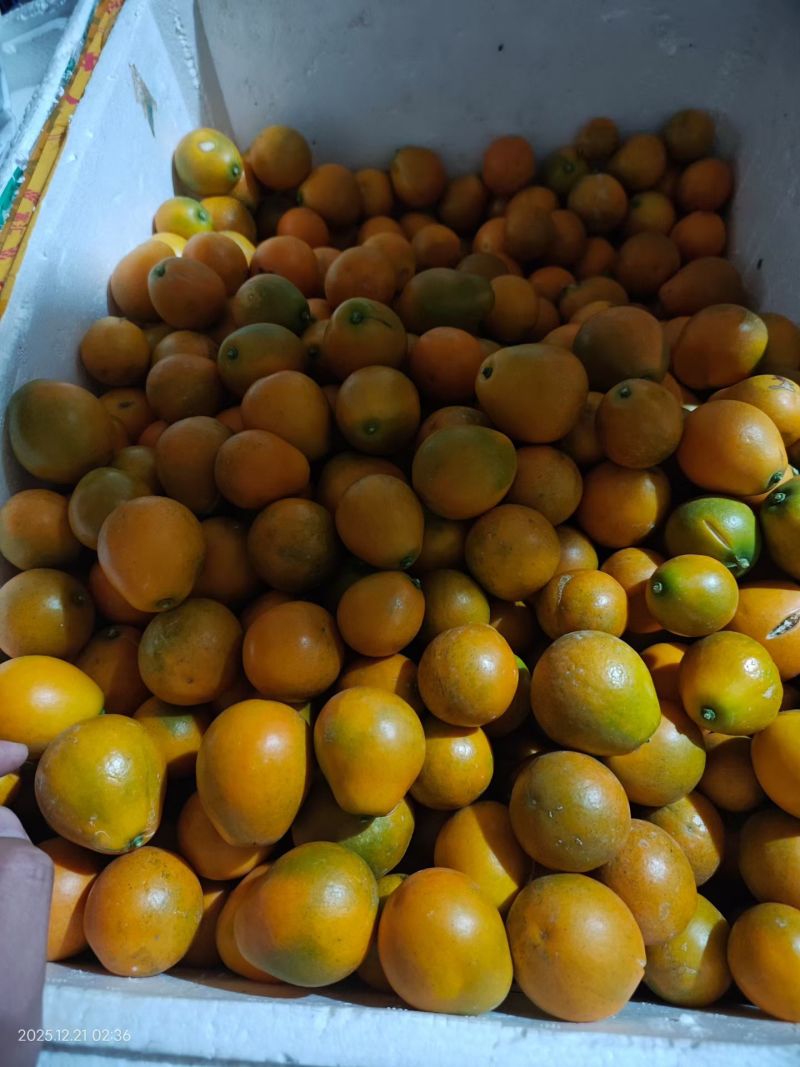 脆蜜金柑苗，畅销品种