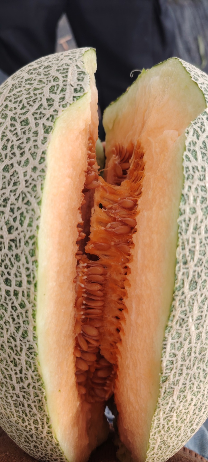 哈密瓜