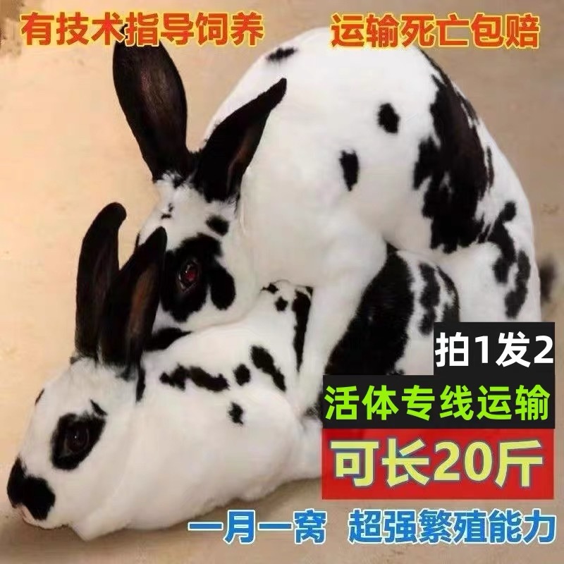 彩色獭兔，体格大，抗病能力强，母性好，适合宠物养殖