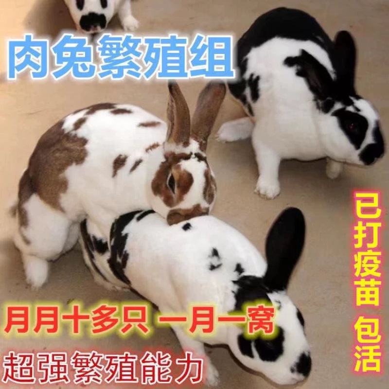 彩色獭兔，体格大，抗病能力强，母性好，适合宠物养殖