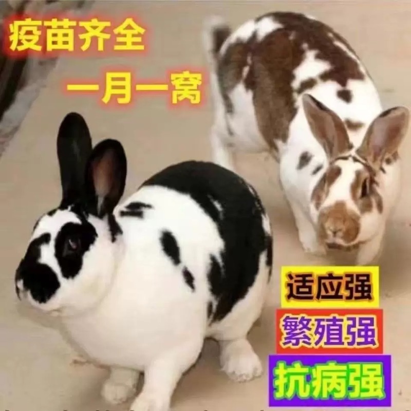 彩色獭兔，体格大，抗病能力强，母性好，适合宠物养殖