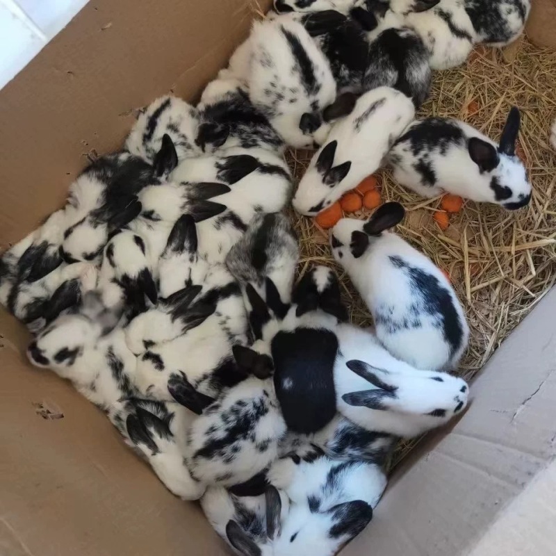 彩色獭兔，体格大，抗病能力强，母性好，适合宠物养殖