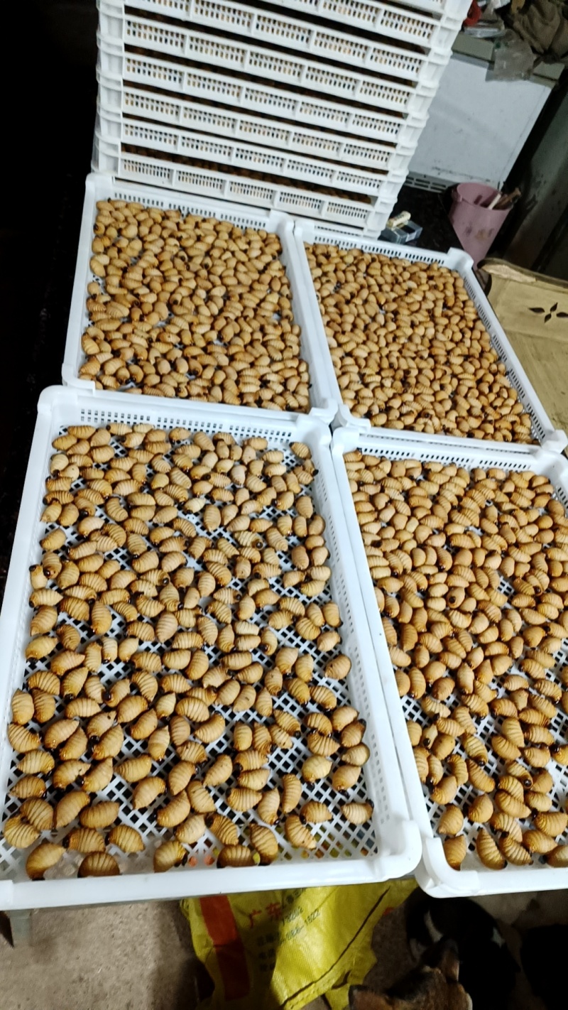 竹笋虫产地直供，每月保持量大