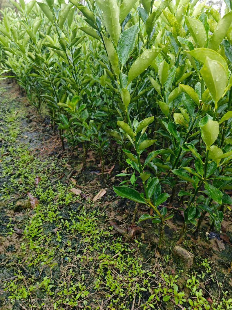 脆蜜金柑苗，畅销品种
