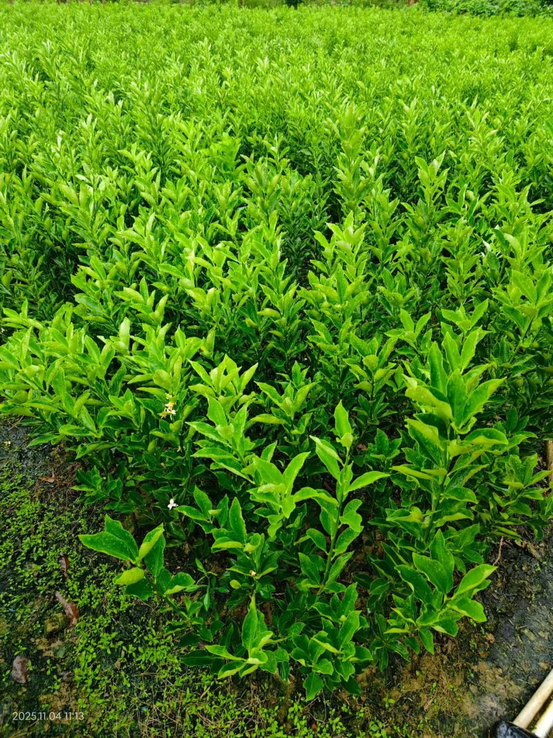 脆蜜金柑苗，畅销品种
