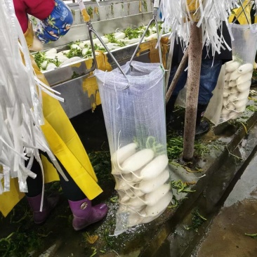 精品白萝卜收尾好没有斑点白白嫩嫩