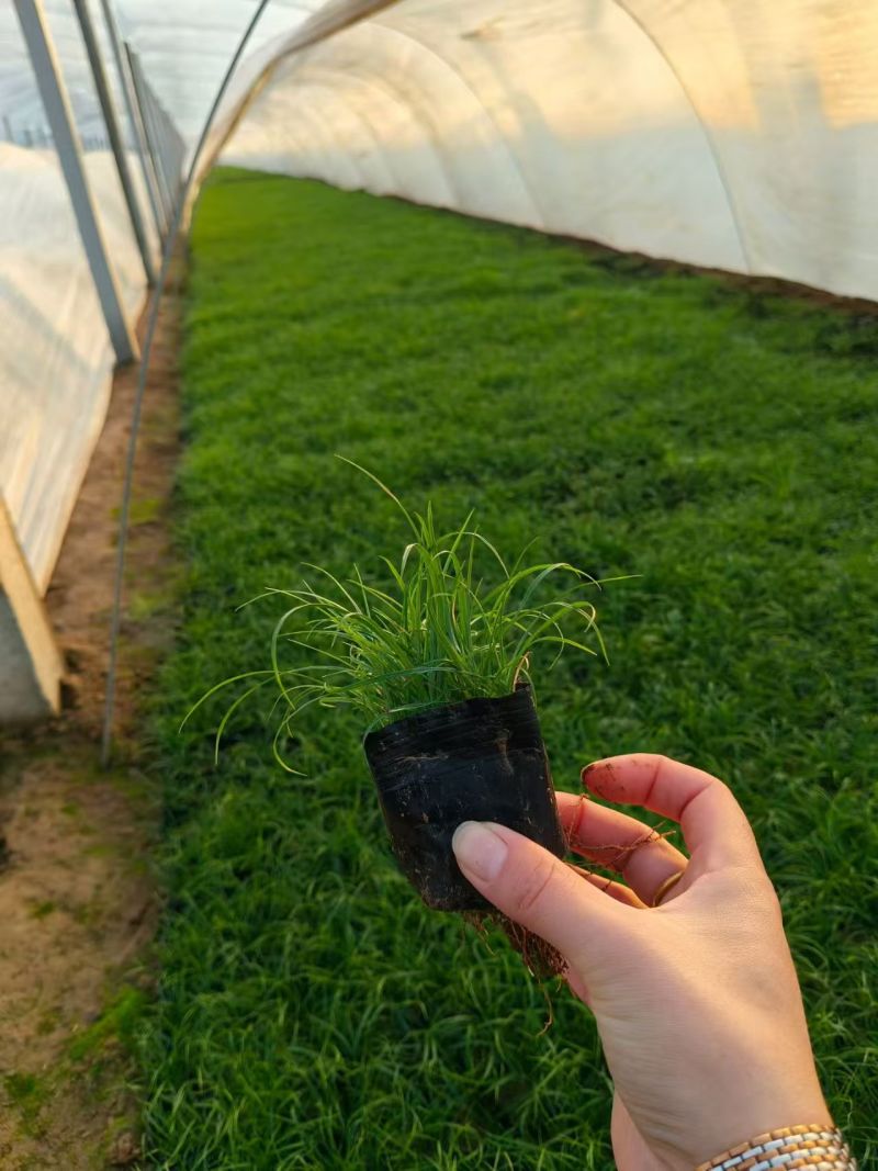 绿化苗木青绿苔草批发基地！耐寒耐旱