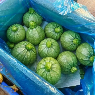 圆西葫芦，长西葫芦大量上市