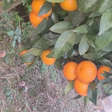 红橙，中华血橙，产地直发，口口爆汁，量大质优，可视频看货