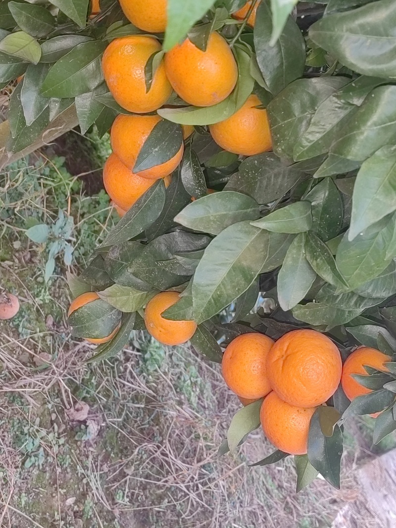 红橙，中华血橙，产地直发，口口爆汁，量大质优，可视频看货