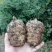 小草坝天麻正宗