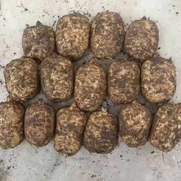 小草坝天麻正宗