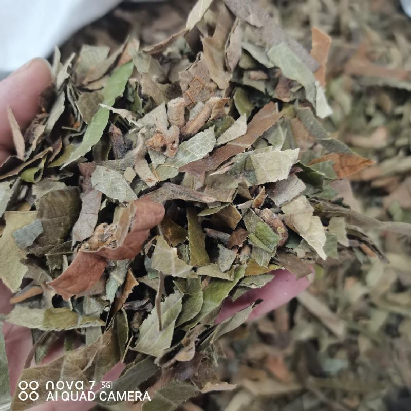枇杷叶新货切条规格齐全一手货源量大从优