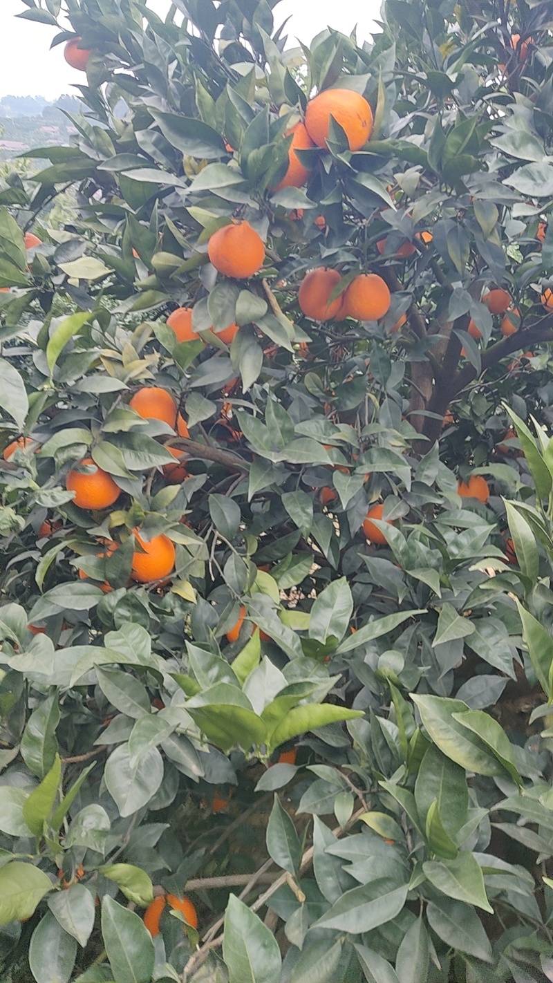 伦晚脐橙