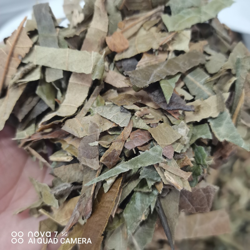 枇杷叶新货切条规格齐全一手货源量大从优