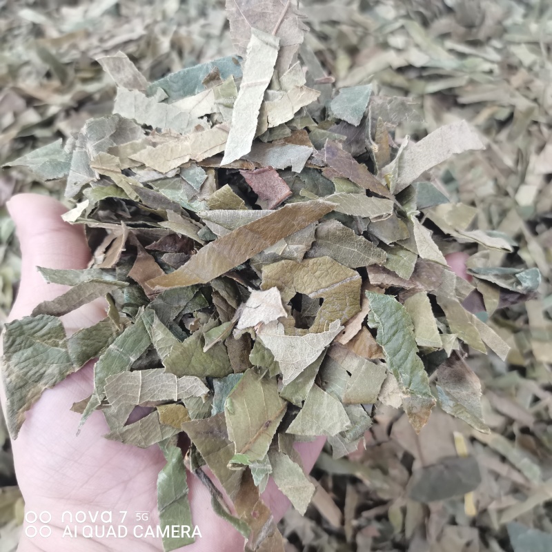 枇杷叶新货切条规格齐全一手货源量大从优