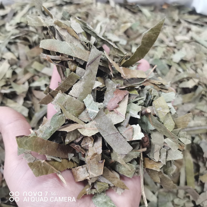 枇杷叶新货切条规格齐全一手货源量大从优