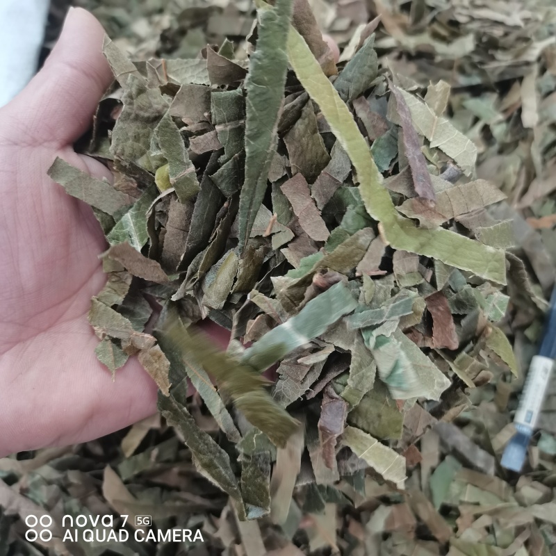 枇杷叶新货切条规格齐全一手货源量大从优
