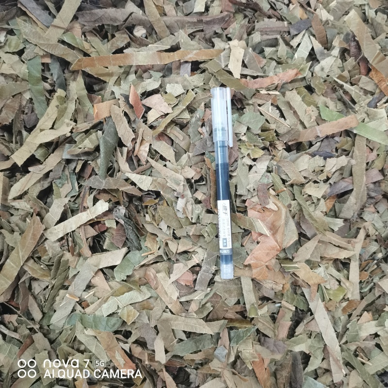 枇杷叶新货切条规格齐全一手货源量大从优