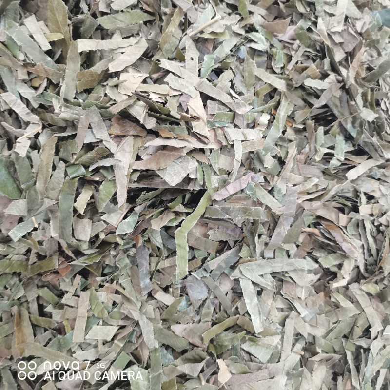 枇杷叶新货切条规格齐全一手货源量大从优
