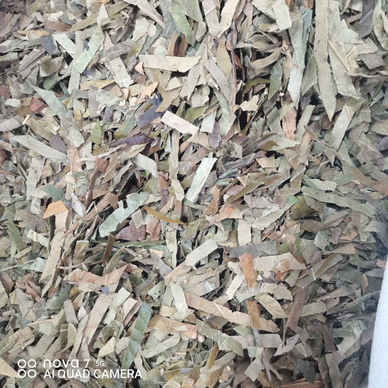 枇杷叶新货切条规格齐全一手货源量大从优