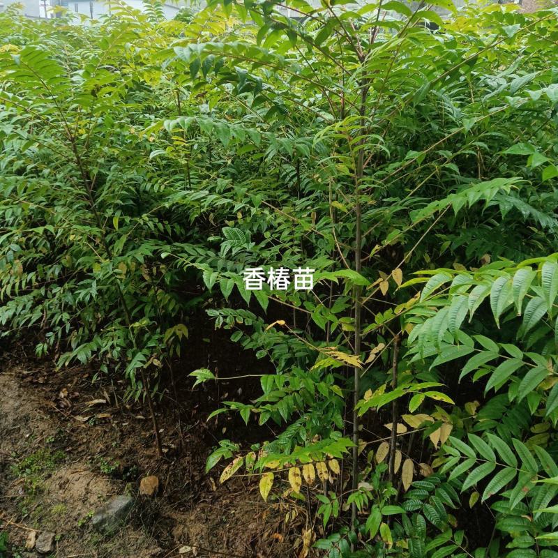 香椿苗