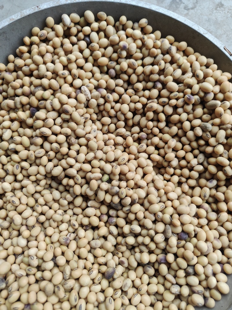 精品黄豆可做种豆可供商超