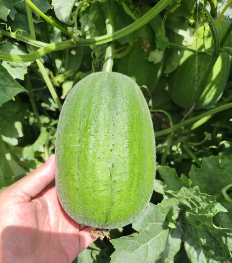 绿盈苹果丝瓜种子杂交一代翠绿有光泽苹果型丝瓜味甜肉质好