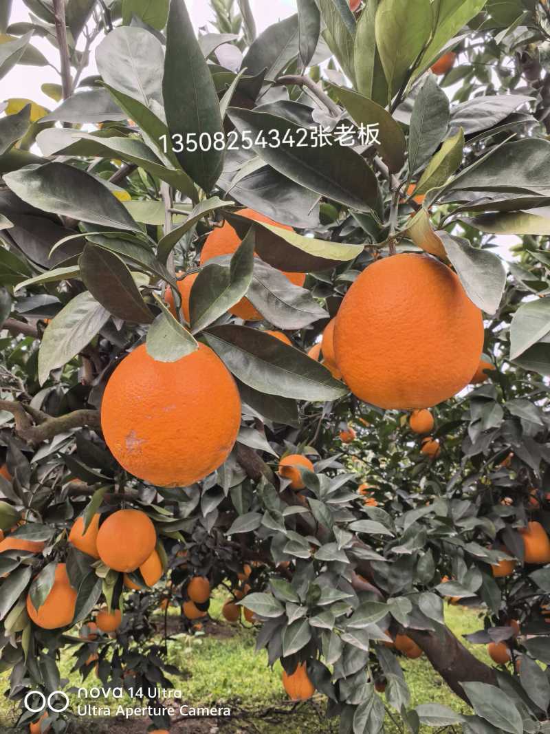 伦晚脐橙