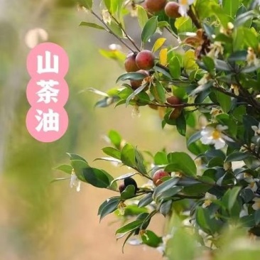 苏庄山茶油