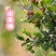 苏庄山茶油
