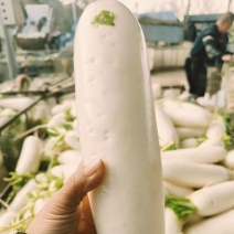 长白萝卜