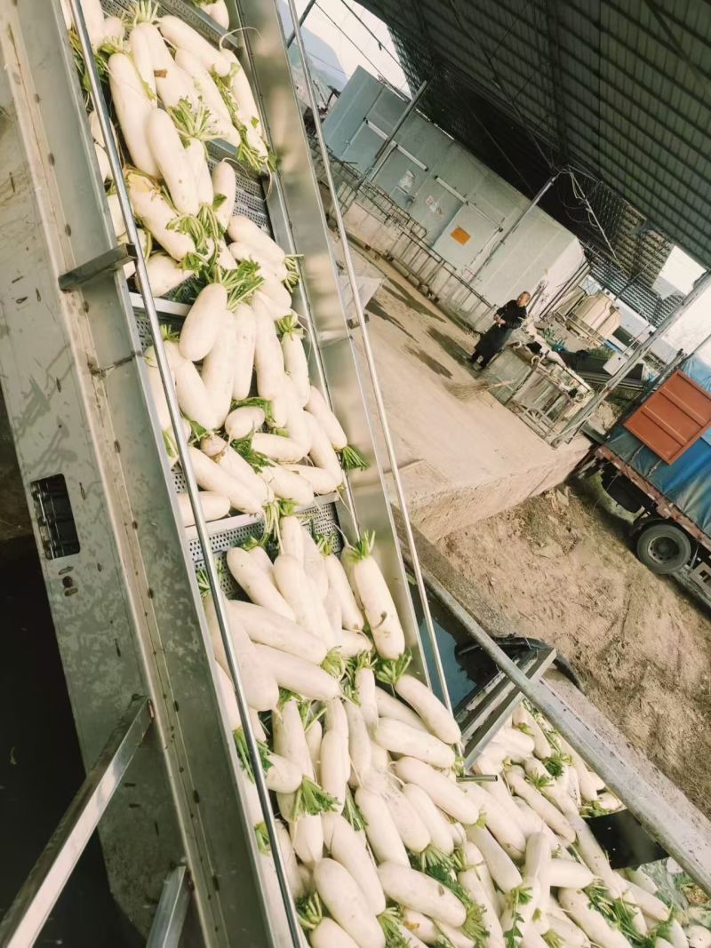 长白萝卜