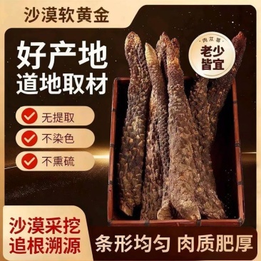 中药材阿拉善肉苁蓉大芸沙漠人参地精金笋软黄金批发零售