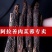 中药材阿拉善肉苁蓉大芸沙漠人参地精金笋软黄金批发零售