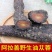 中药材阿拉善肉苁蓉大芸沙漠人参地精金笋软黄金批发零售