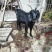 山羊，肉羊，育肥羊！