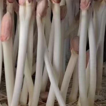 现摘新鲜花生芽火锅凉拌热炒清炒沙拉批发零售