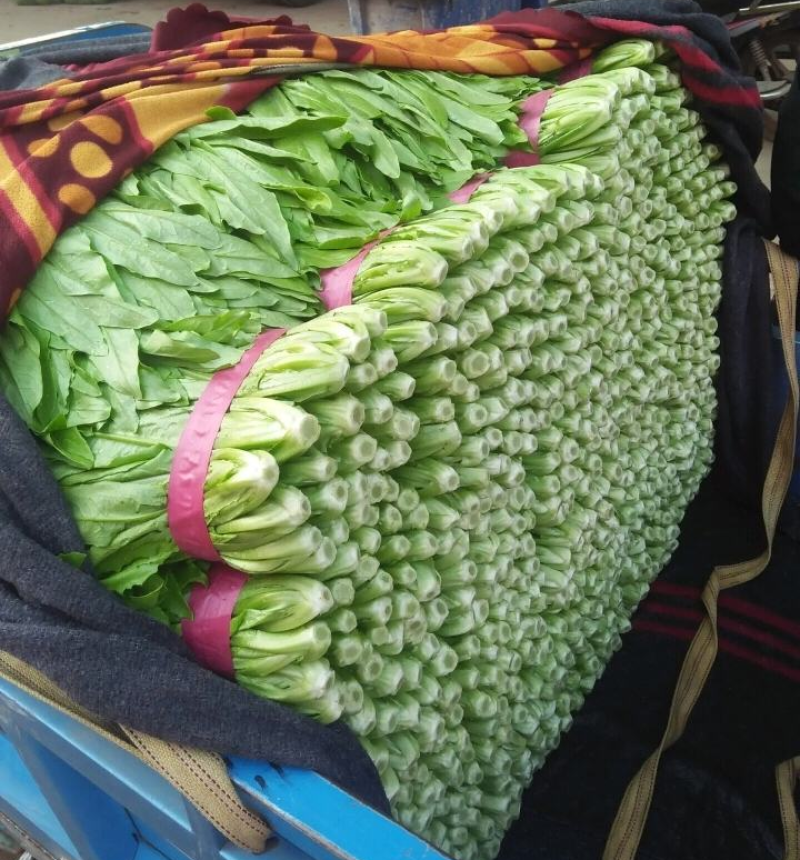 急售！精品油麦菜/云南油麦菜/可按需加工/全国发货一条龙