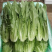 急售！精品油麦菜/云南油麦菜/可按需加工/全国发货一条龙